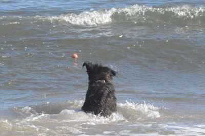 Dog swimming in sea