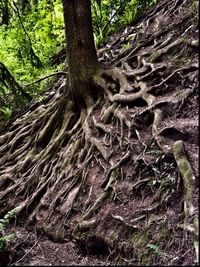 Trees in forest