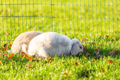 Sheep in a field