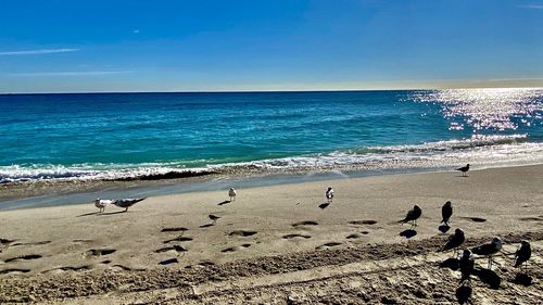 Seagulls on beach