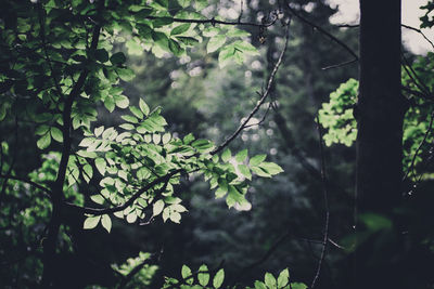 Trees in forest