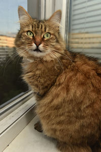 Close-up portrait of a cat