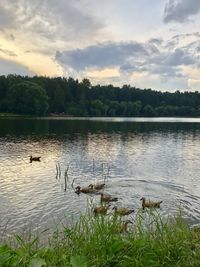 Ducks swimming in lake against sky