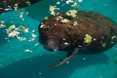 High angle view of fish swimming in sea