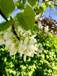 Close-up of flowers on tree