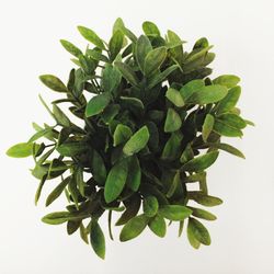 Close-up of plant over white background