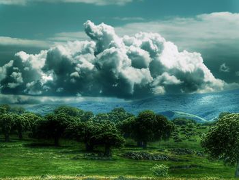 Scenic view of trees on field against sky