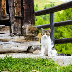 Portrait of cat sitting on grass