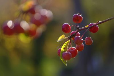 Close-up of red berries growing on tree