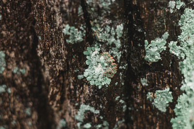 Full frame shot of tree trunk