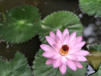 Close-up of insect on pink flower