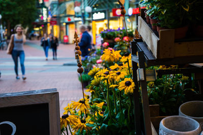 Close-up of potted plants