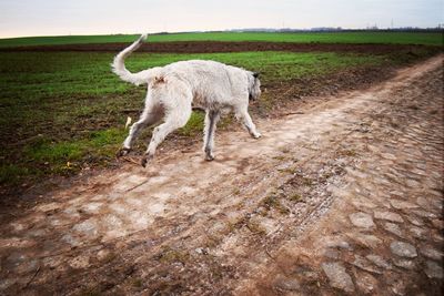 Horse standing on field