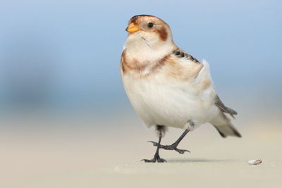 Close-up of bird perching