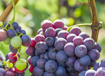 Close-up of grapes