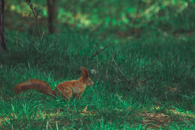 Side view of tiger sitting on field