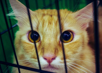 Close-up portrait of a cat
