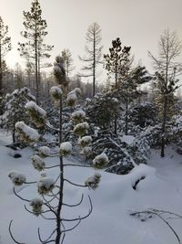 Snow covered trees on field against sky