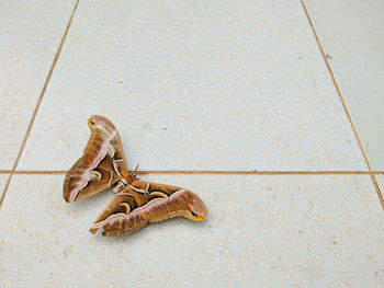 High angle view of lizard on floor