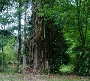 Trees in forest