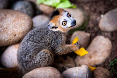 Close-up portrait of crowned lemur holding food