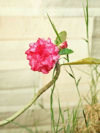 Close-up of rose plant