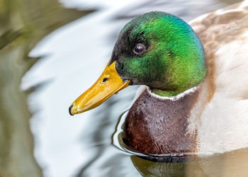 Close-up of duck