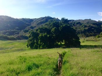 Scenic view of grassy field against sky