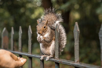 Cute little squirrel with fuzzy tail eats peanut from human hand in park