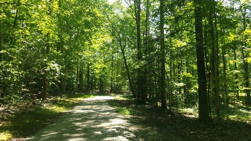 Narrow pathway along trees