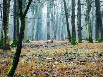 Bare trees in forest