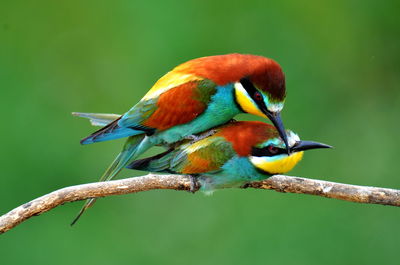 Close-up side view of birds against blurred background