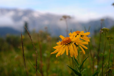 Wildflowers high up in the rocky mountains