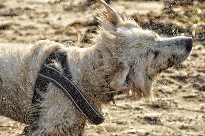 High angle view of dog shaking off water while standing at beach