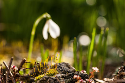 Close-up of plant against blurred background