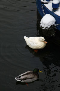 High angle view of swan swimming in lake