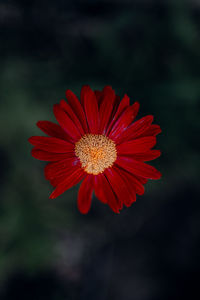 Close-up of red flower