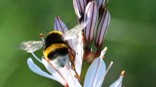 Close-up of bee pollinating flower