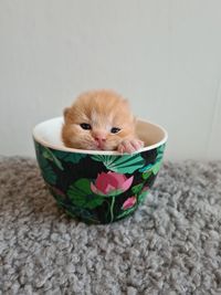 Kitten i a cup