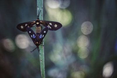 Close-up of butterfly on plant