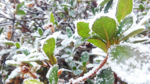 Close-up of frozen plant during winter