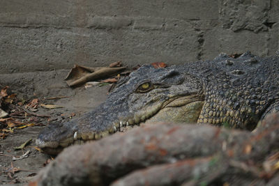 Close-up of crocodile on rock