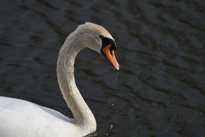 Close-up of swan in lake