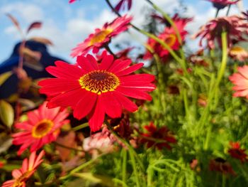 Close-up of red flowering plants