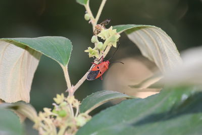 Close-up of butterfly on plant