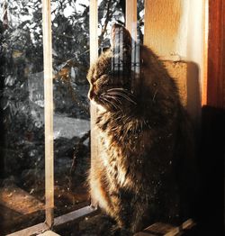 Close-up of a cat looking through window