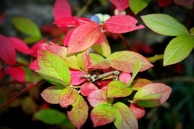 Close-up of plant during autumn