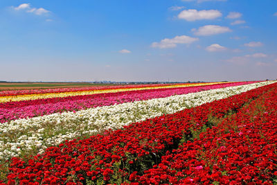 Red flowers on field against sky