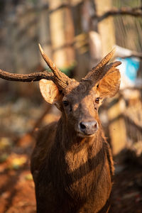 Close-up of deer