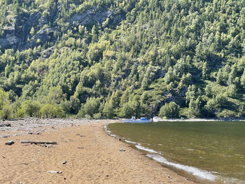 Sandy beach with dry snags in the northern part of lake teletskoye in sunny day. altai, russia.